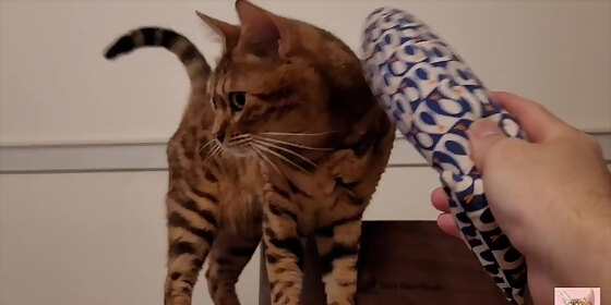 a pussy loves to play with toys she makes so much noise that the neighbors hear her