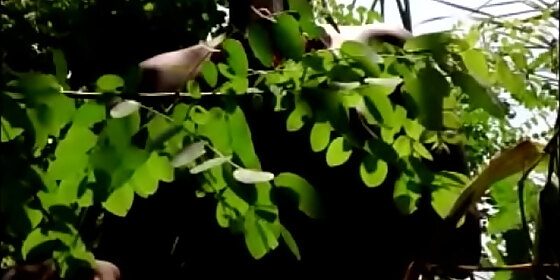 amazonie naked native girl