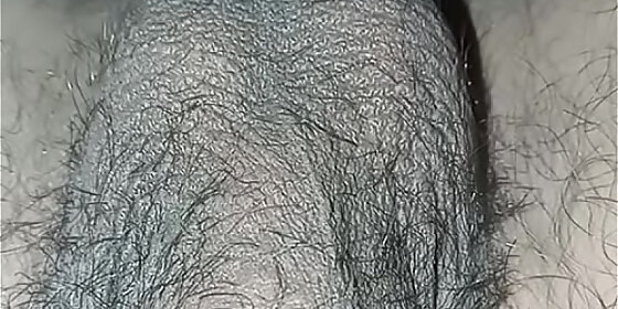 testicles