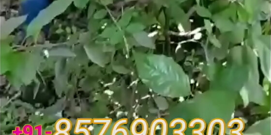 goa beach garden fucking