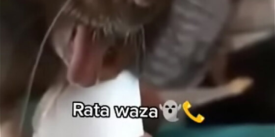mouse says waza before being