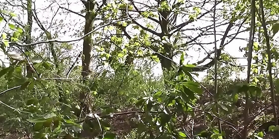 whore pov sucking dick outdoors